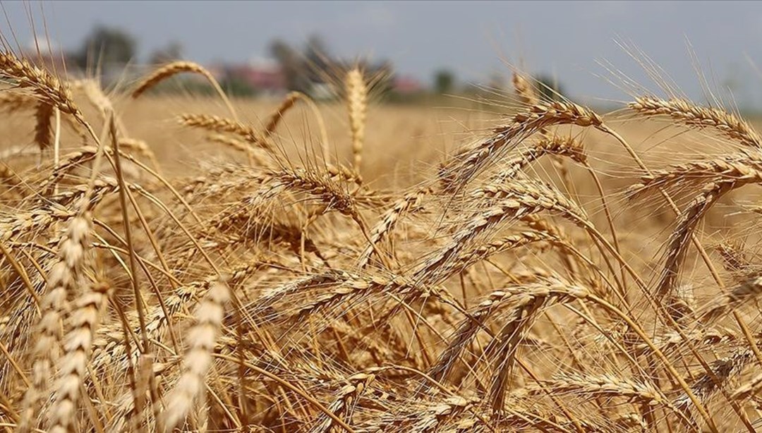 Rusya’nın liman saldırısı sonrası buğday fiyatları yükseldi