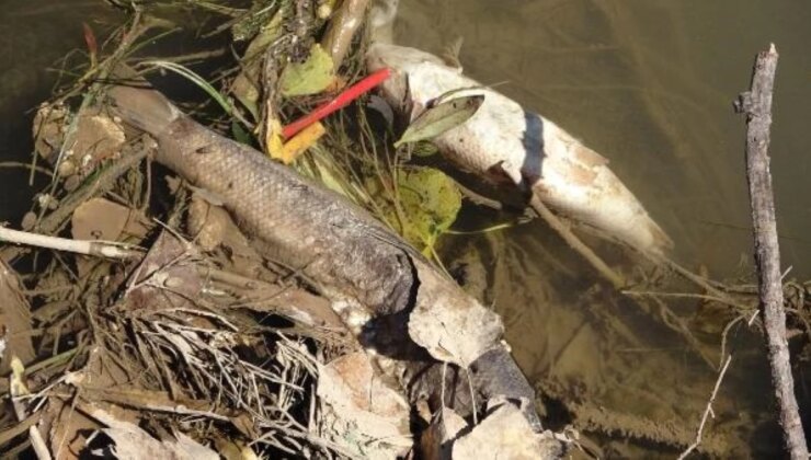 Kızılırmak Nehri’nde endişelendiren görüntü! Toplu halde ölen balıkların rengi ve şekli dikkat çekiyor