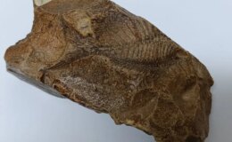 Adıyaman’da bir çiftçi yürüyüş yaparken 15 milyon yıllık balık fosili buldu